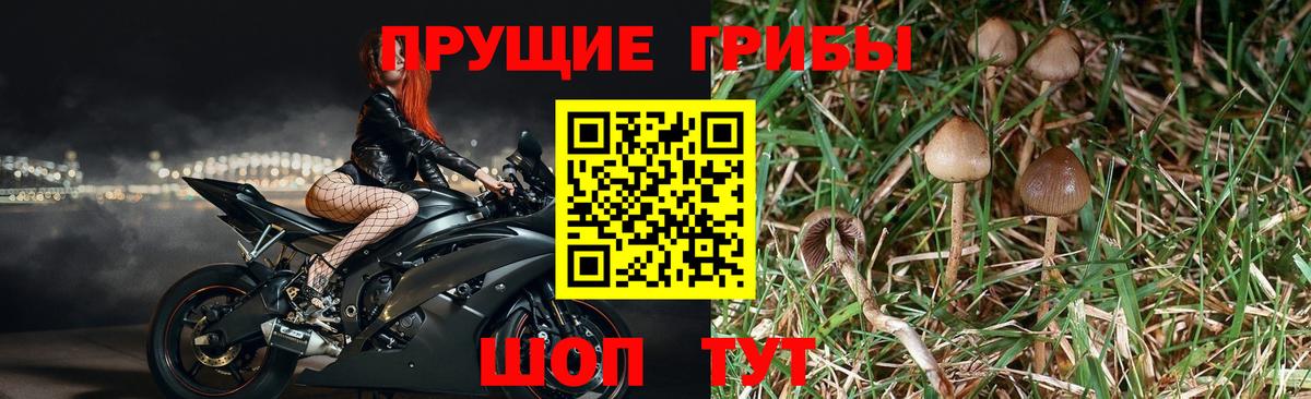 Галлюциногенные грибы Psilocybe  Галлюциногенные грибы ЛСД  Большой Камень 